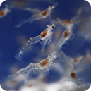 Worldwide Achivement Part 2.1