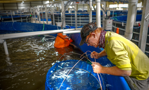 Welcome to CP Florida Broodstock USA