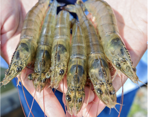 Why Partner with CP Florida