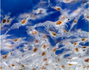 Two available Lines : Turbo & Kong