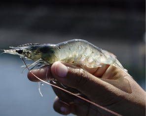 Worldwide achievement