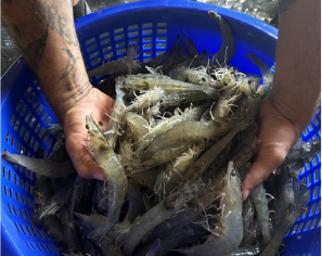 CP Florida is committed