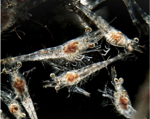 CP Florida guarantees