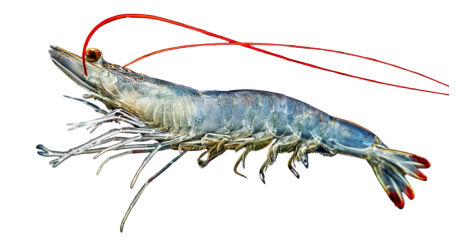 Shrimp USA