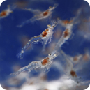 Product Line Solution 3